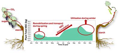 Non-structural Carbohydrates in Dormant Woody Perennials; The Tale of Winter Survival and Spring Arrival